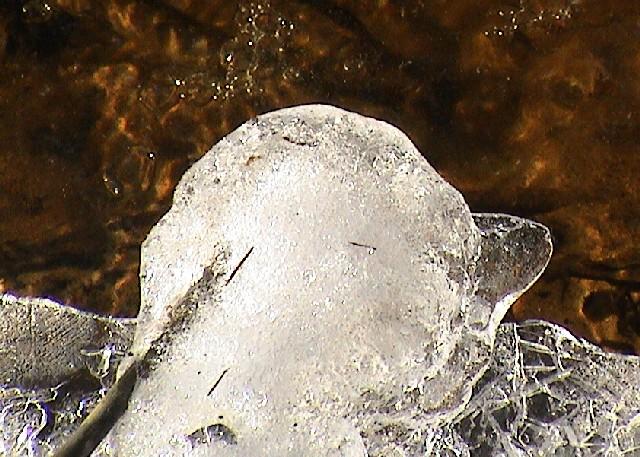 Natur 0223.JPG